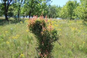 Степь,Украина,Таврия