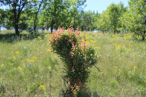Степь,Украина,Таврия