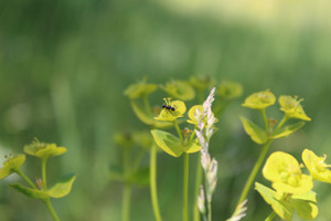 Степь,Украина,Таврия