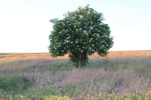 Степь,Украина,Таврия