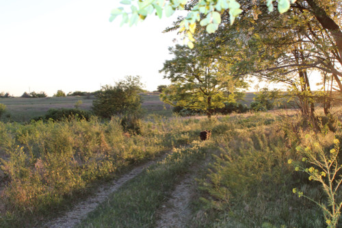 Степь,Украина,Таврия