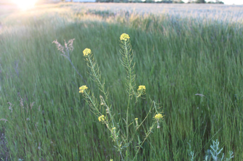Степь,Украина,Таврия