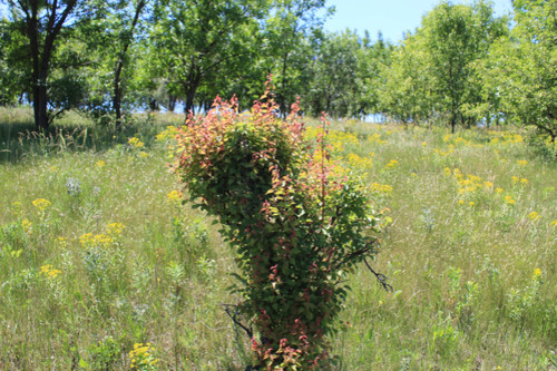 Степь,Украина,Таврия