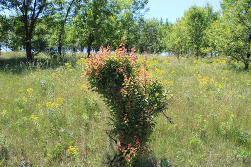 Степь,Украина,Таврия