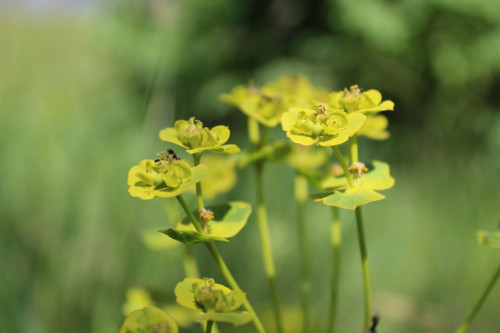 Степь,Украина,Таврия