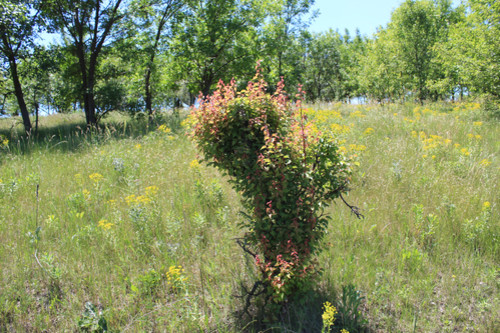 Степь,Украина,Таврия