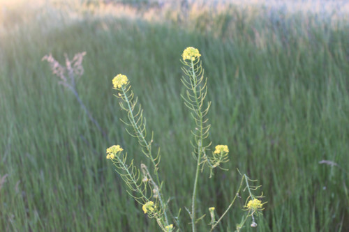 Степь,Украина,Таврия