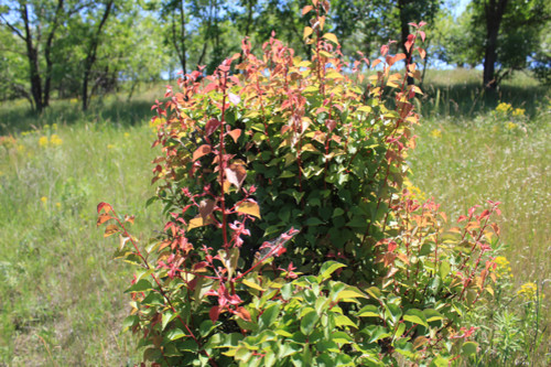 Степь,Украина,Таврия