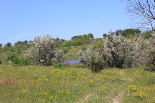 Степь,Украина,Таврия