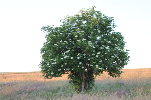 Степь,Украина,Таврия