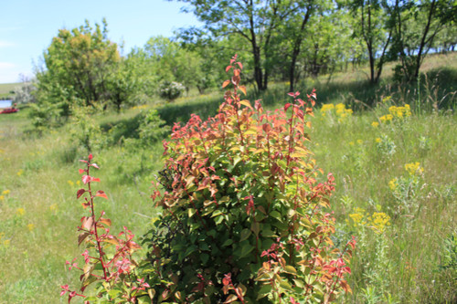 Степь,Украина,Таврия