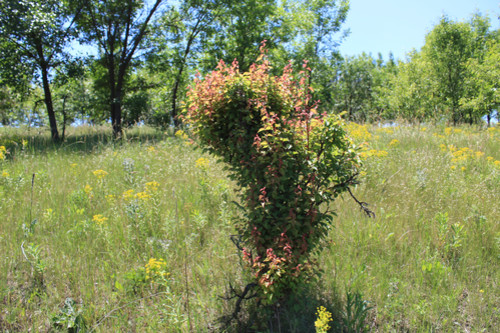 Степь,Украина,Таврия